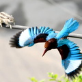 Squirrel crosses a wire while a Kingfisher flies away in Delhi, India